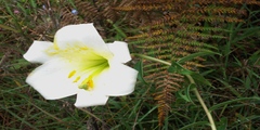 Lilium wallichianum var. neilgherrense